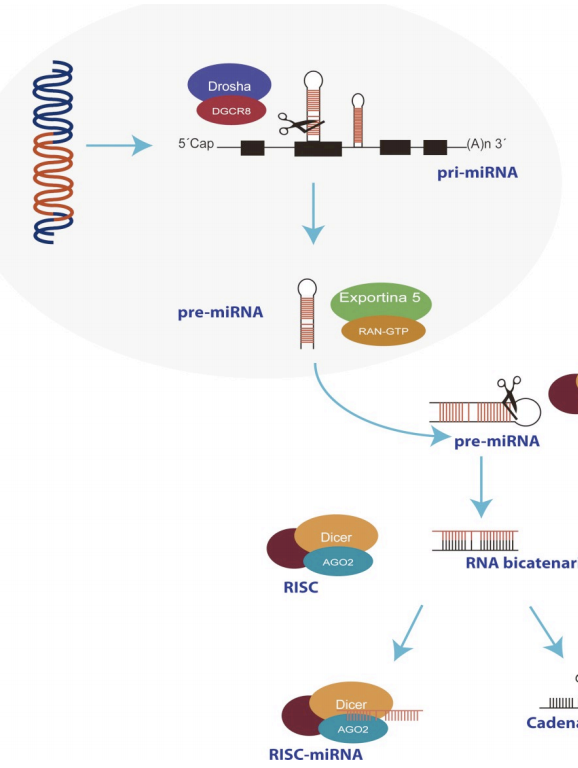 Biogénesis de miRNAs